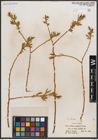 Foto von Salix caudata (Nutt.) A. Heller